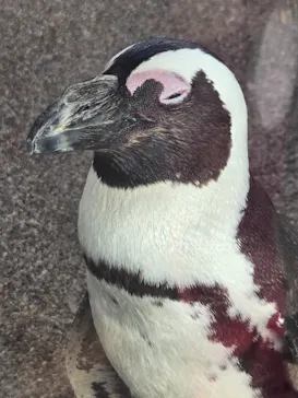 京都水族館に投稿された画像（2026/7/14）