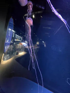 京都水族館に投稿された画像（2026/7/14）