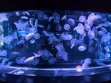 京都水族館に投稿された画像（2026/7/14）
