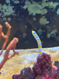 越前松島水族館に投稿された画像（2026/7/14）