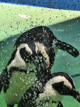 ゼロ距離水族館 伊勢シーパラダイスに投稿された画像（2026/7/15）