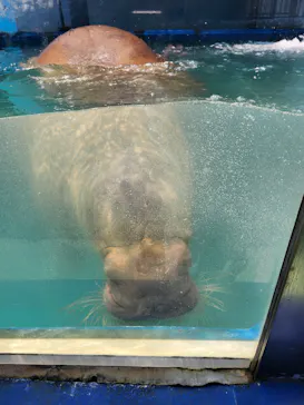 ゼロ距離水族館 伊勢シーパラダイスに投稿された画像（2026/7/15）