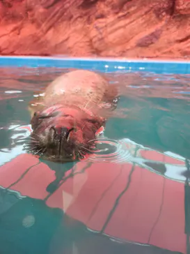 ゼロ距離水族館 伊勢シーパラダイスに投稿された画像（2026/7/15）