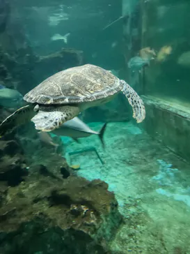 ゼロ距離水族館 伊勢シーパラダイスに投稿された画像（2026/7/15）