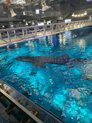 沖縄美ら海水族館（館内体験）に投稿された画像（2026/7/15）