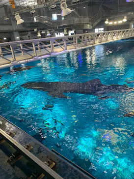 沖縄美ら海水族館（館内体験）に投稿された画像（2026/7/15）