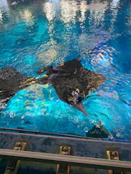 沖縄美ら海水族館（館内体験）に投稿された画像（2026/7/15）