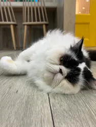 猫カフェモカ 京都河原町店に投稿された画像（2026/7/15）