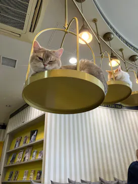 猫カフェモカ 京都河原町店に投稿された画像（2026/7/15）