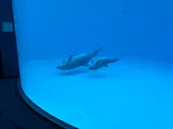 名古屋港水族館に投稿された画像（2026/7/15）