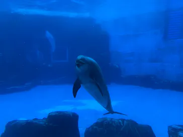 名古屋港水族館に投稿された画像（2026/7/15）