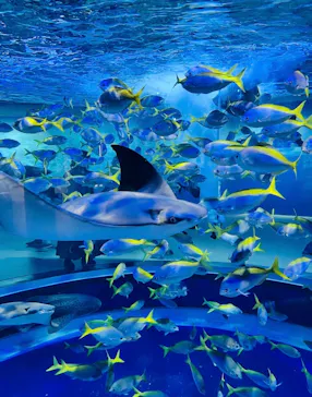 AQUARIUM × ART　atoaに投稿された画像（2026/7/15）