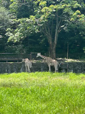 名古屋市東山動植物園に投稿された画像（2026/7/15）
