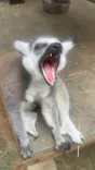 ANIMAL WONDER REZOURT 市原ぞうの国・サユリワールドに投稿された画像（2026/7/15）