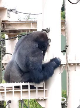 名古屋市東山動植物園に投稿された画像（2026/7/13）