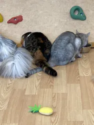 猫カフェPuchiMarry ラソラ札幌店に投稿された画像（2026/7/15）