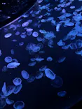 すみだ水族館に投稿された画像（2026/7/16）