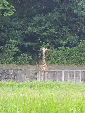 名古屋市東山動植物園に投稿された画像（2026/7/16）