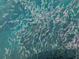串本海中公園水族館に投稿された画像（2026/7/16）