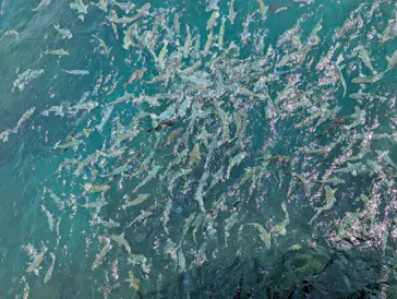 串本海中公園水族館に投稿された画像（2026/7/16）