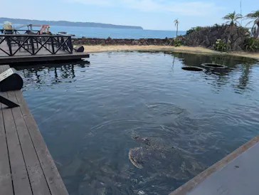 串本海中公園水族館に投稿された画像（2026/7/16）