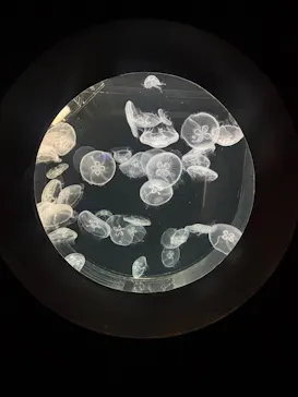 仙台うみの杜水族館に投稿された画像（2026/7/16）