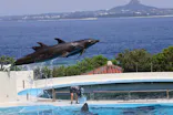 沖縄美ら海水族館に投稿された画像（2026/7/16）