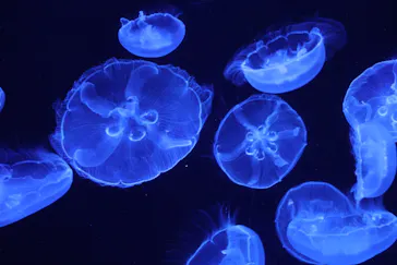 沖縄美ら海水族館に投稿された画像（2026/7/16）