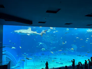沖縄美ら海水族館に投稿された画像（2026/7/16）