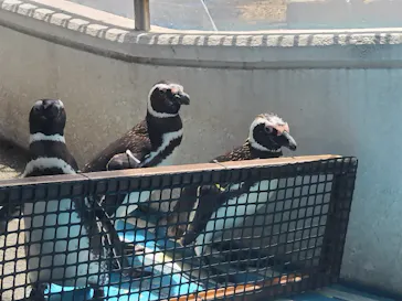 のとじま水族館に投稿された画像（2026/7/16）