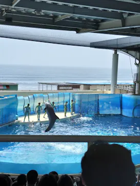 新江ノ島水族館に投稿された画像（2026/7/16）