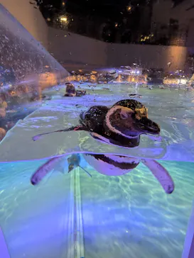 すみだ水族館に投稿された画像（2026/7/16）