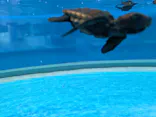 名古屋港水族館に投稿された画像（2026/7/16）