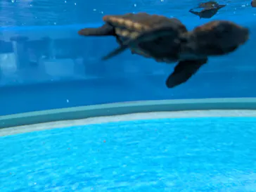 名古屋港水族館に投稿された画像（2026/7/16）