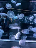 京都水族館に投稿された画像（2026/7/16）