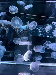 京都水族館に投稿された画像（2026/7/16）