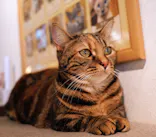 猫カフェモカ　吉祥寺店に投稿された画像（2026/7/16）