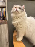 猫カフェモカ　イオンモール高崎店に投稿された画像（2026/7/17）