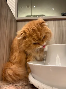 猫カフェモカ　イオンモール高崎店に投稿された画像（2026/7/16）