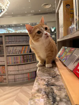 猫カフェモカ　イオンモール高崎店に投稿された画像（2026/7/16）