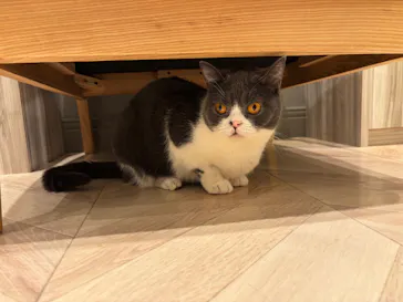 猫カフェモカ　イオンモール高崎店に投稿された画像（2026/7/16）