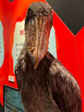 特別展「いきもの超ワールド展　国立科学博物館×ダーウィンが来た！」（国立科学博物館）に投稿された画像（2026/7/16）
