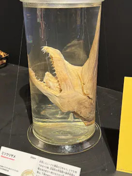特別展「いきもの超ワールド展　国立科学博物館×ダーウィンが来た！」（国立科学博物館）に投稿された画像（2026/7/16）