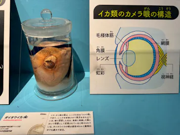 特別展「いきもの超ワールド展　国立科学博物館×ダーウィンが来た！」（国立科学博物館）に投稿された画像（2026/7/16）