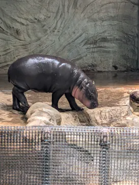 恩賜上野動物園に投稿された画像（2026/7/17）
