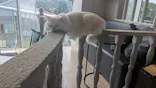 猫カフェモカ　原宿店に投稿された画像（2026/7/17）