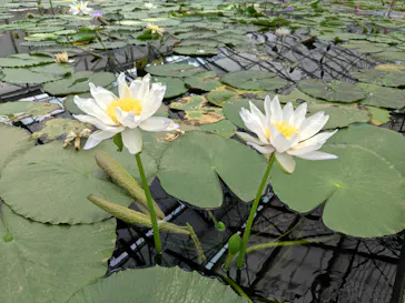 掛川花鳥園に投稿された画像（2026/7/17）