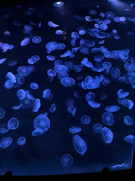 すみだ水族館に投稿された画像（2026/7/17）