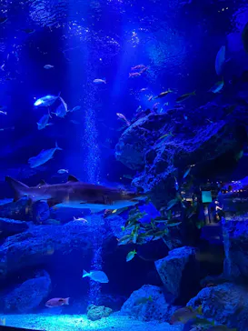 すみだ水族館に投稿された画像（2026/7/17）