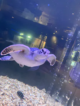 すみだ水族館に投稿された画像（2026/7/17）